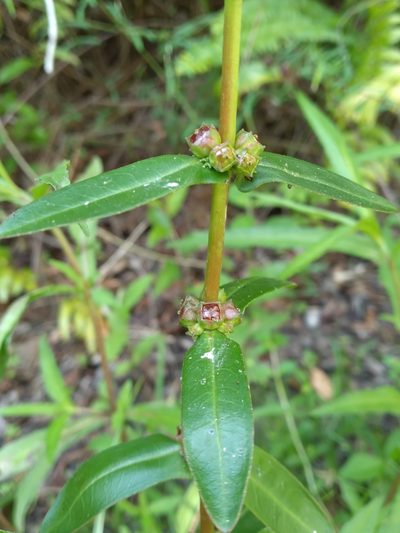 Ammannia latifolia, photographed by Scott Ward