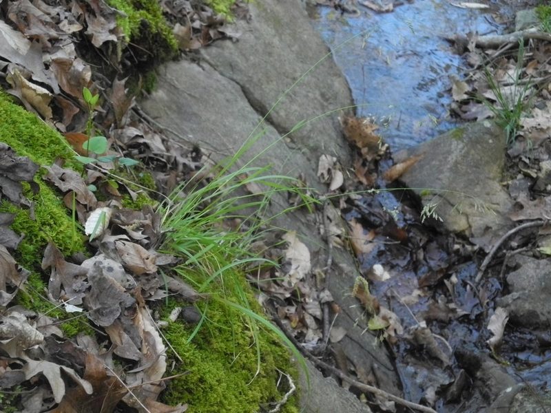 Poa autumnalis, photographed by Michael J. Papay