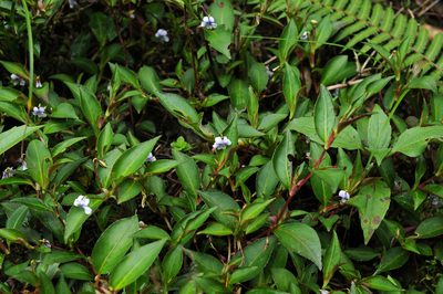 Viola stipularis, photographed by Todd Boland