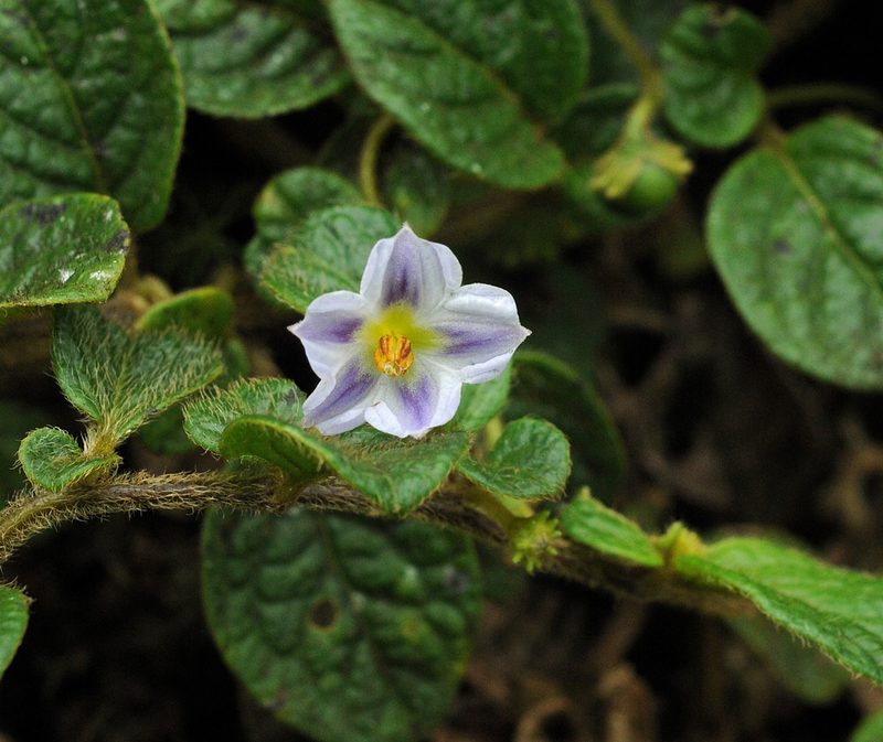 Lycianthes profunderugosa, photographed by Todd Boland