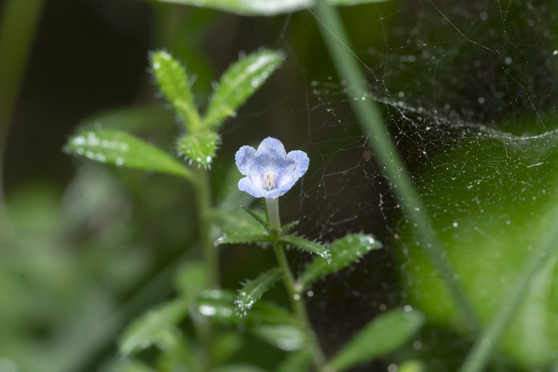 Lithodora hispidula, photographed by Eleftherios Katsillis