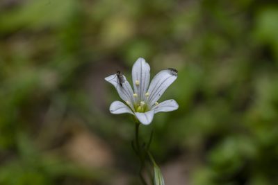 Gagea graeca, photographed by Eleftherios Katsillis