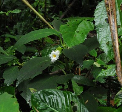 Drymonia lanceolata, photographed by Todd Boland
