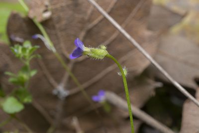 Aubrieta verna, photographed by Eleftherios Katsillis
