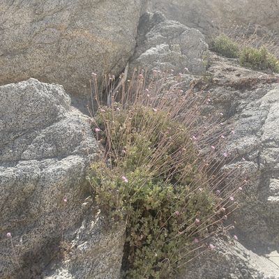 Hofmeisteria fasciculata, photographed by Bill Levine