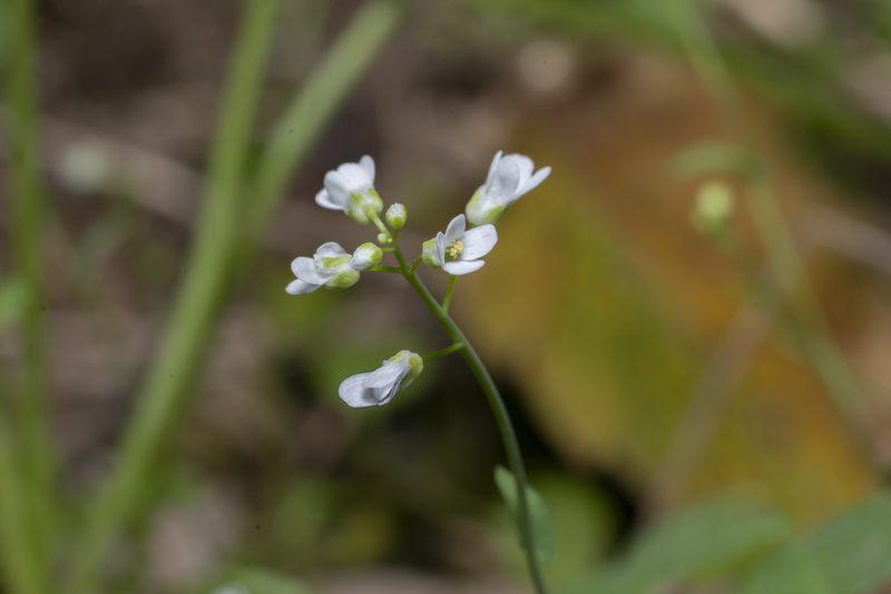 Noccaea natolica, photographed by Eleftherios Katsillis
