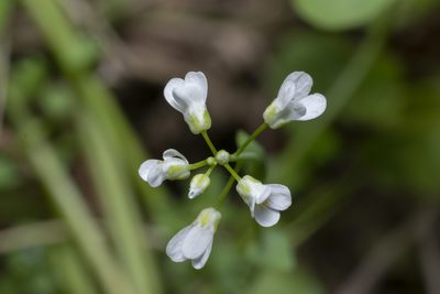 Noccaea natolica, photographed by Eleftherios Katsillis