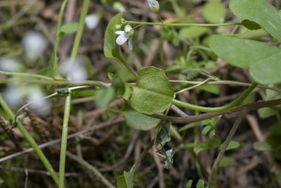 Noccaea natolica, photographed by Eleftherios Katsillis