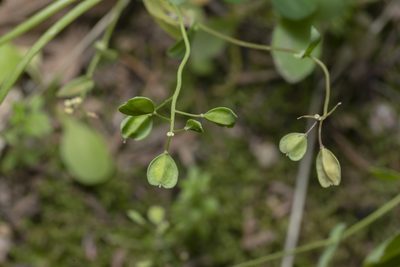 Noccaea natolica, photographed by Eleftherios Katsillis