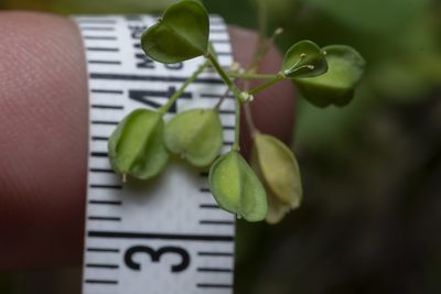 Noccaea natolica, photographed by Eleftherios Katsillis