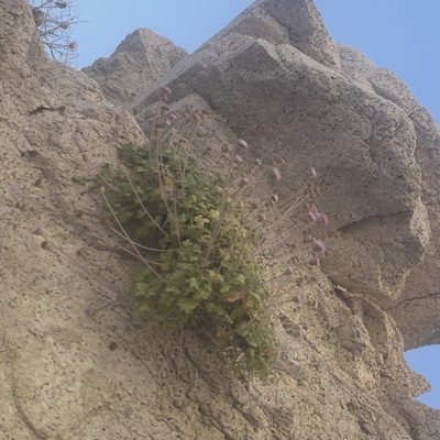 Hofmeisteria fasciculata, photographed by Bill Levine