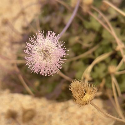 Hofmeisteria fasciculata, photographed by Bill Levine