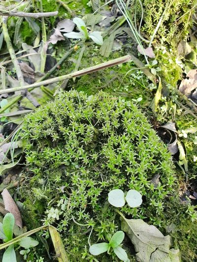 Timmia megapolitana, photographed by Jonathan Hughes