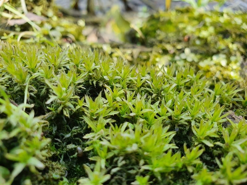 Timmia megapolitana, photographed by Jonathan Hughes