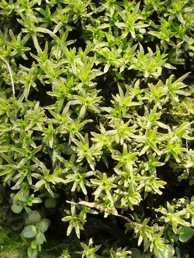 Timmia megapolitana, photographed by Jonathan Hughes