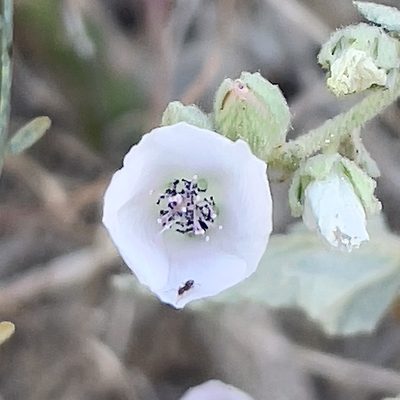 Sphaeralcea axillaris, photographed by Bill Levine