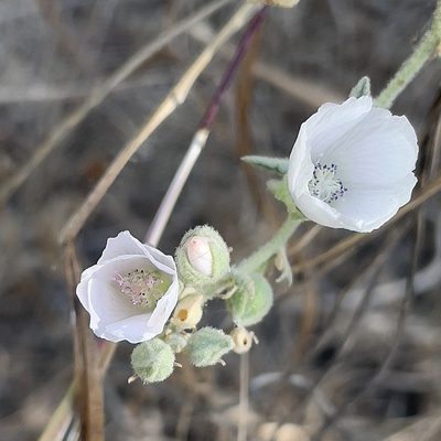 Sphaeralcea axillaris, photographed by Bill Levine