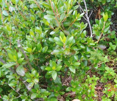 Rhododendron sichotense, photographed by Николай Соболев