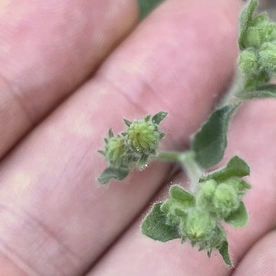 Blumea viscosa, photographed by Bill Levine