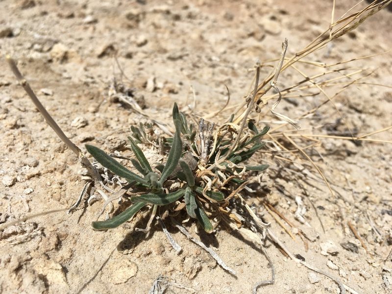 Mentzelia todiltoensis, photographed by Cecelia Alexander
