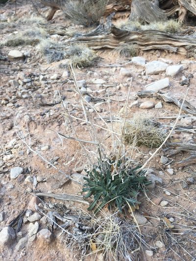 Mentzelia todiltoensis, photographed by Cecelia Alexander