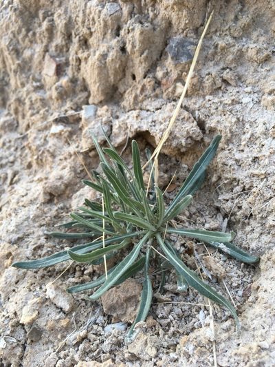 Mentzelia todiltoensis, photographed by Cecelia Alexander