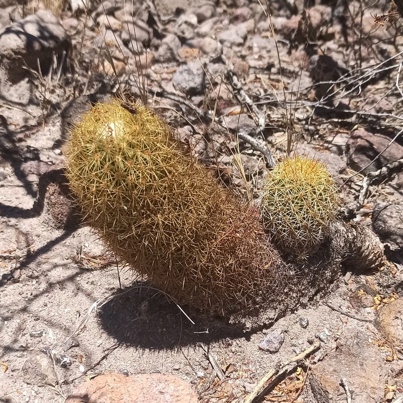 Coryphantha erecta, photographed by Juan Carlos Fonseca Mata