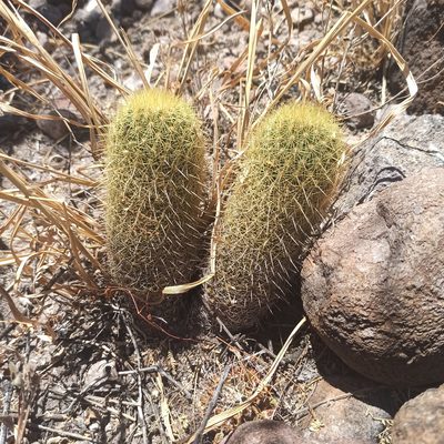 Coryphantha erecta, photographed by Juan Carlos Fonseca Mata