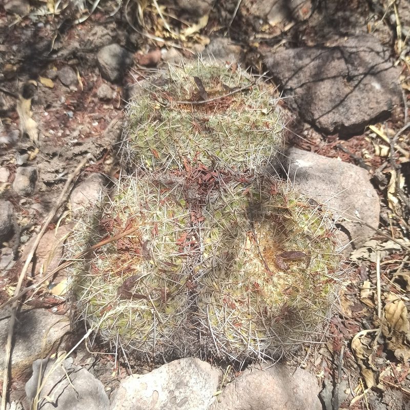 Mammillaria muehlenpfordtii, photographed by Juan Carlos Fonseca Mata