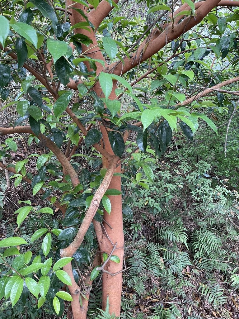 Camellia crapnelliana, photographed by Yj