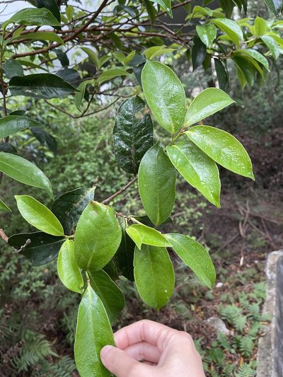 Camellia crapnelliana, photographed by Yj