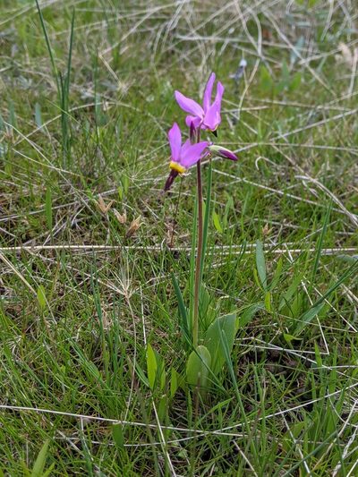 Primula poetica, photographed by David Anderson
