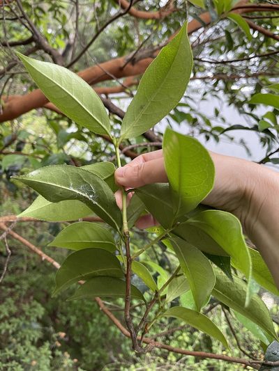 Camellia crapnelliana, photographed by Yj