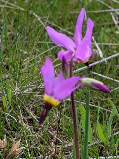 Primula poetica, photographed by David Anderson