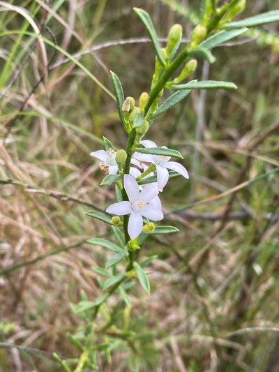 Philotheca queenslandica, photographed by Greg Tasney
