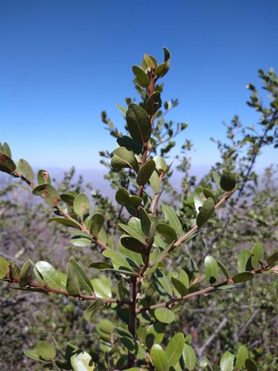 Sideroxylon peninsulare, photographed by Abraham Sánchez Romero
