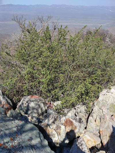 Sideroxylon peninsulare, photographed by Abraham Sánchez Romero