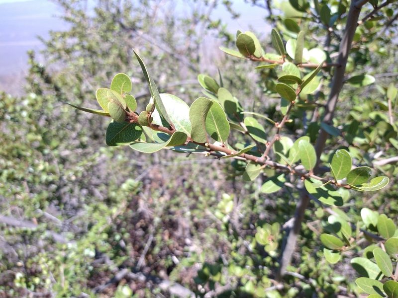 Sideroxylon peninsulare, photographed by Abraham Sánchez Romero