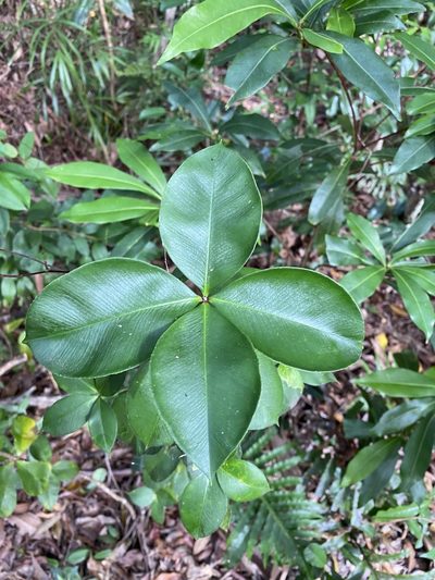 Alyxia magnifolia, photographed by Greg Tasney