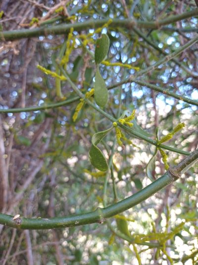 Phoradendron brachystachyum, photographed by Abraham Sánchez Romero
