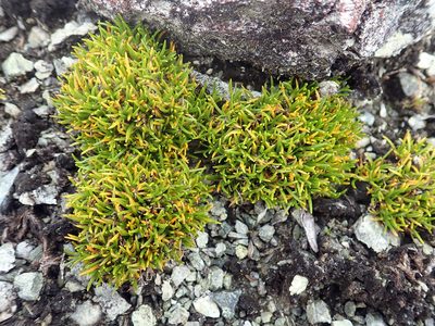 Colobanthus wallii, photographed by Peter de Lange