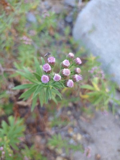 Pluchea parvifolia, photographed by Abraham Sánchez Romero