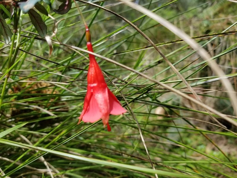 Fuchsia pringsheimii, photographed by Esteban Pelaez