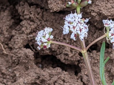 Lomatium piperi, photographed by David Anderson