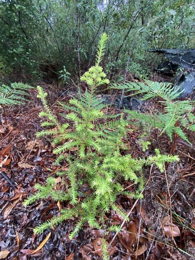 Styphelia margarodes, photographed by Greg Tasney