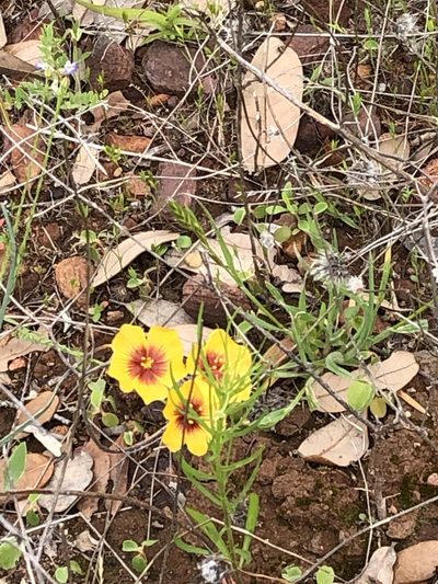 Linum hudsonioides, photographed by Brooke Smith