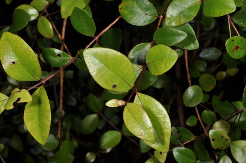 Metrosideros albiflora, photographed by Pieter Pelser