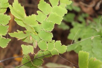 Adiantum amplum
