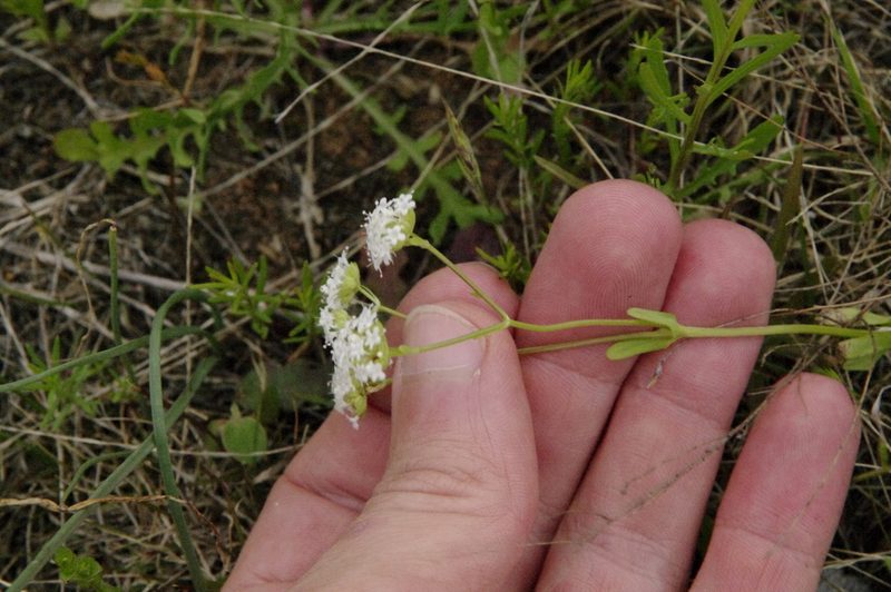 Valeriana edwardsensis, photographed by Eric Knight