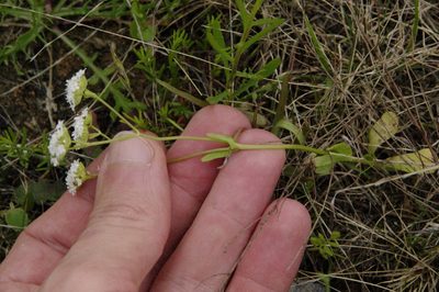 Valeriana edwardsensis, photographed by Eric Knight